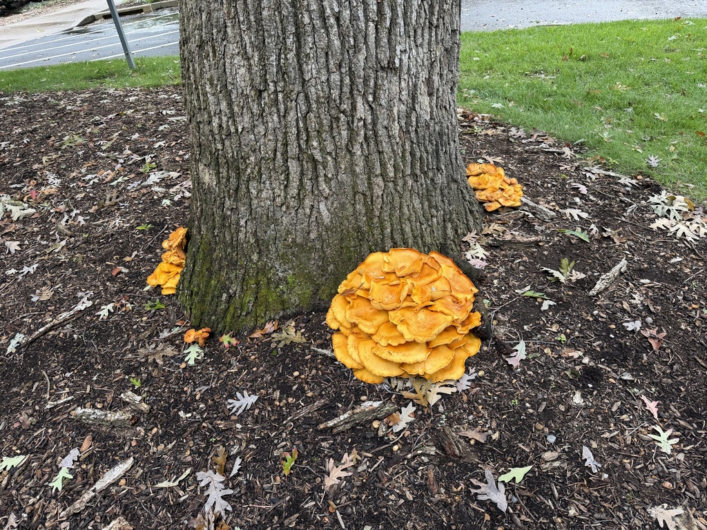 Eastern American jack-o'-lantern · September 2026 · photo: Photo: (c) SiphonophoreSlinger, some rights reserved (CC BY) · iNaturalist