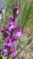 Anacamptis palustris