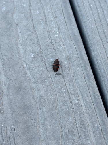 Two-lined Spittlebug