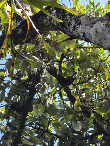 Dendrobium teretifolium, photograph 1