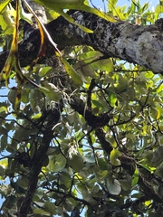 Dendrobium teretifolium, photograph (c) Shelomi Doyle, some rights reserved (CC BY)