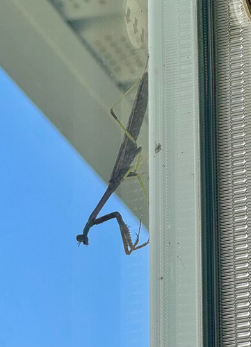 Carolina Mantis