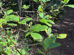 Rhododendron menziesii, photograph (c) Caleb Catto, some rights reserved (CC BY)