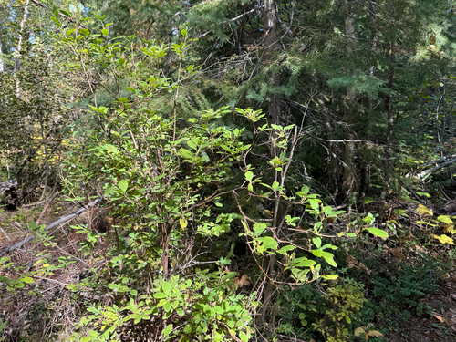 Rhododendron menziesii, photograph 6