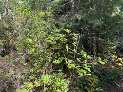 Rhododendron menziesii, photograph (c) Caleb Catto, some rights reserved (CC BY)