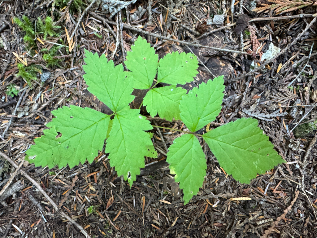 Rubus pubescens; photograph (c) Caleb Catto, some rights reserved (CC BY)