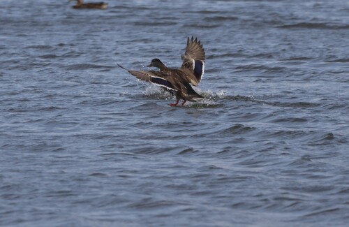 Mallard