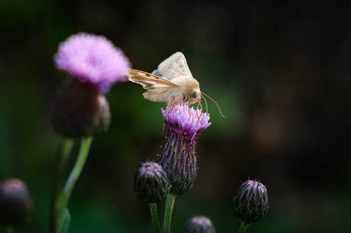 Cotton Bollworm Moth