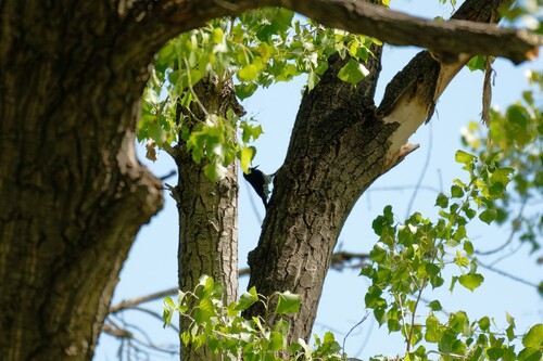 Acorn Woodpecker