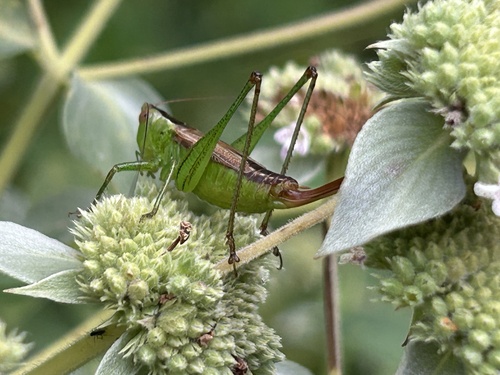 Short-winged Meadow Katydid