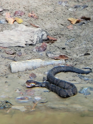 Northern Cottonmouth