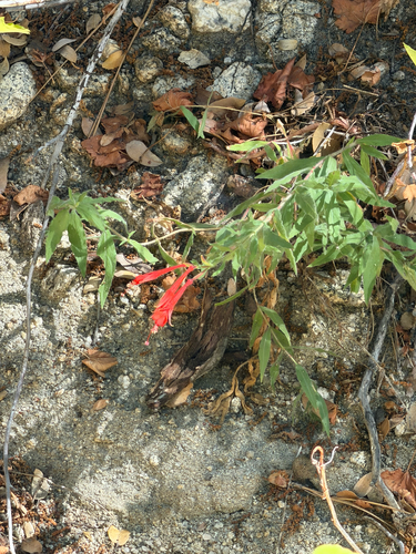 iNaturalist observation photo of California fuchsia