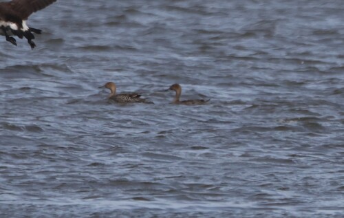 Northern Pintail