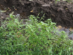 Basilicum polystachyon