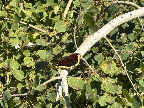 Mourning Cloak
