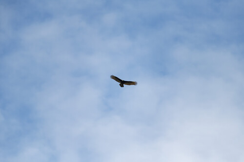 Turkey Vulture