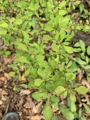 Berberis thunbergii