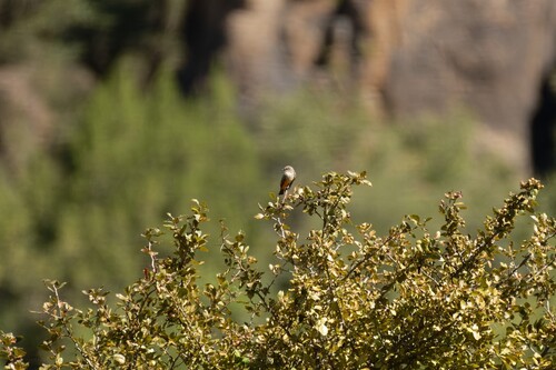 Vermilion Flycatcher