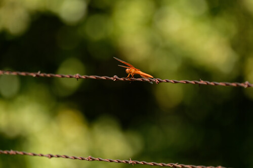 Flame Skimmer