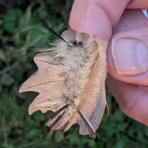 Banded Tussock Moth
