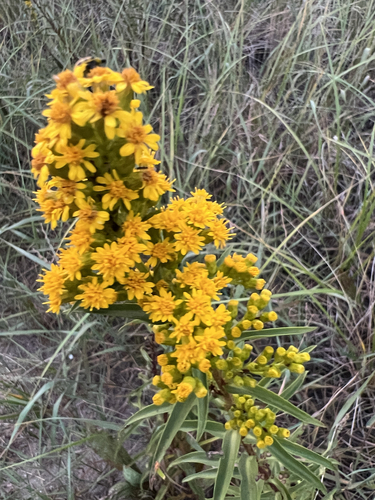 northern seaside goldenrod