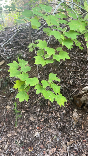 red maple