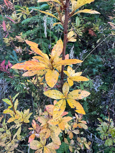Rhododendron albiflorum, photograph 2