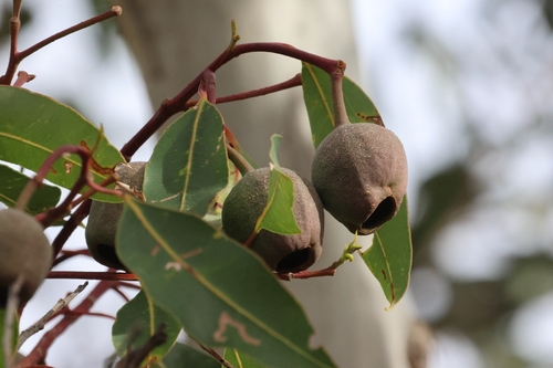 Corymbia calophylla, photograph 6