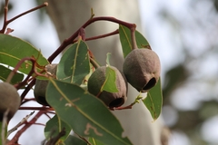 Corymbia calophylla, photograph (c) Luke Lythgoe, some rights reserved (CC BY)