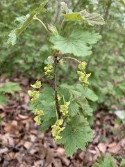 Ribes rubrum