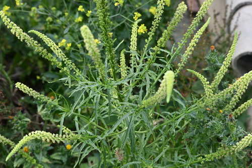 Reseda luteola