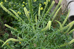 Reseda luteola