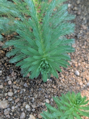 Parrot's feather