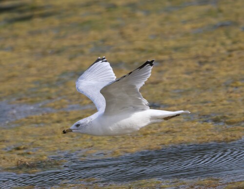 Ring-billed Gull