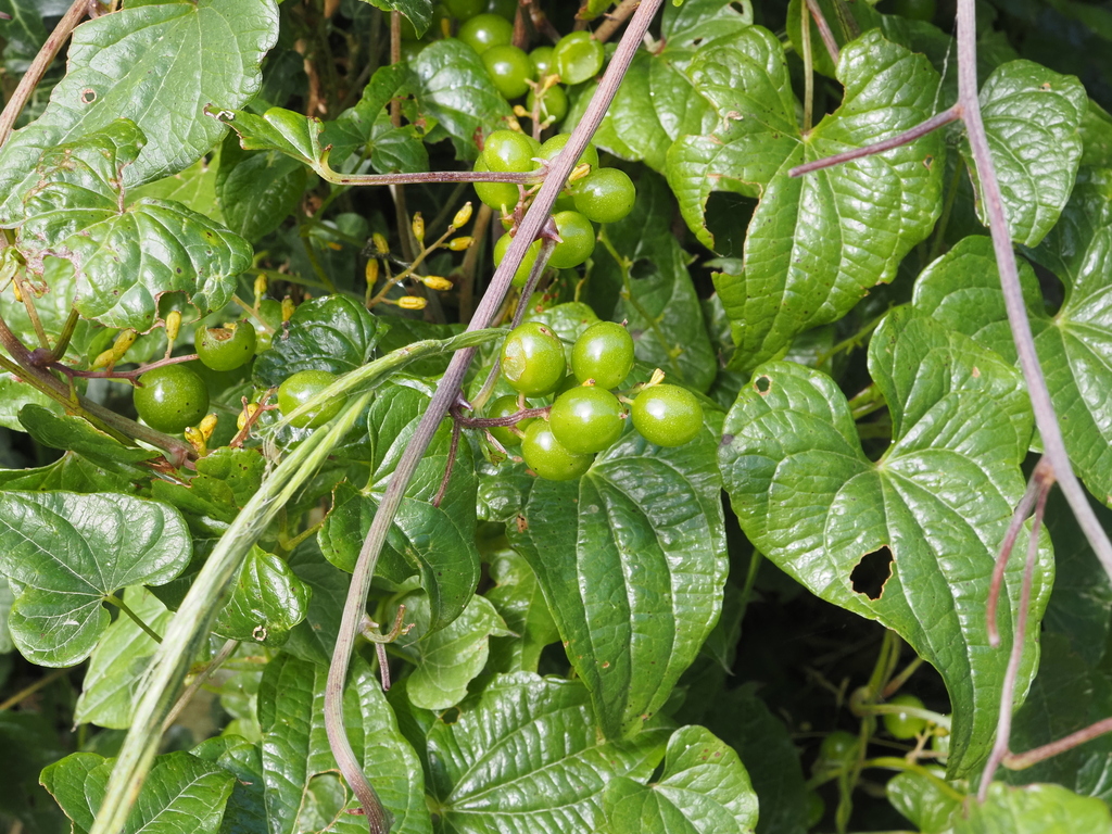Dioscorea communis; photograph (c) Rex Leung, some rights reserved (CC BY)