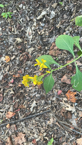Yellow Crownbeard