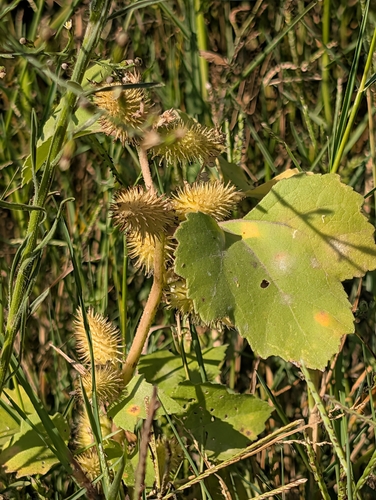 rough cocklebur