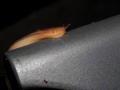 Geomalacus anguiformis