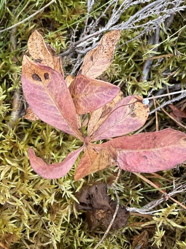 Lysimachia europaea, photograph 4