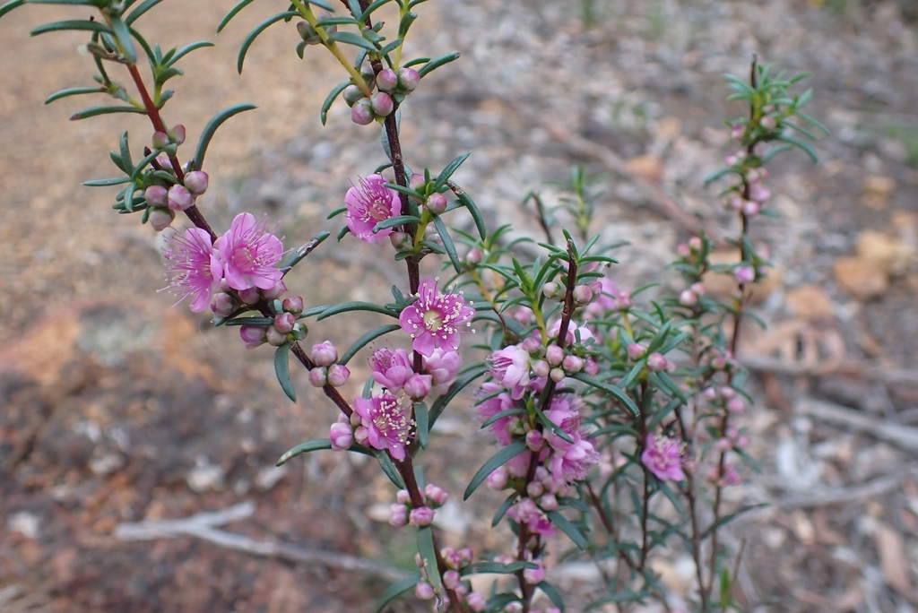 Hypocalymma robustum; photograph (c) Luke Lythgoe, some rights reserved (CC BY)