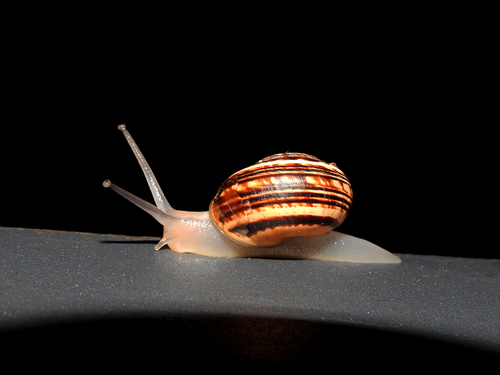 White Italian Snail