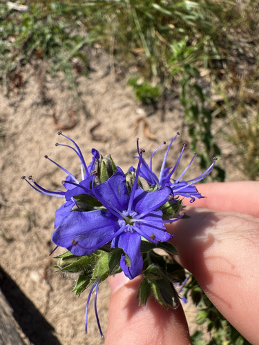 blue waterleaf