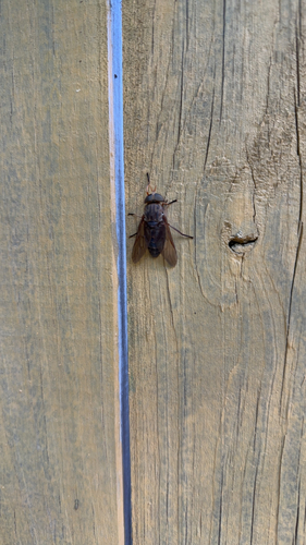 Devoted Horse Fly