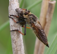 Echthistus rufinervis