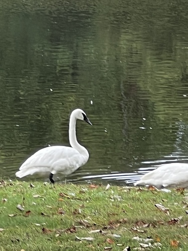 Trumpeter Swan