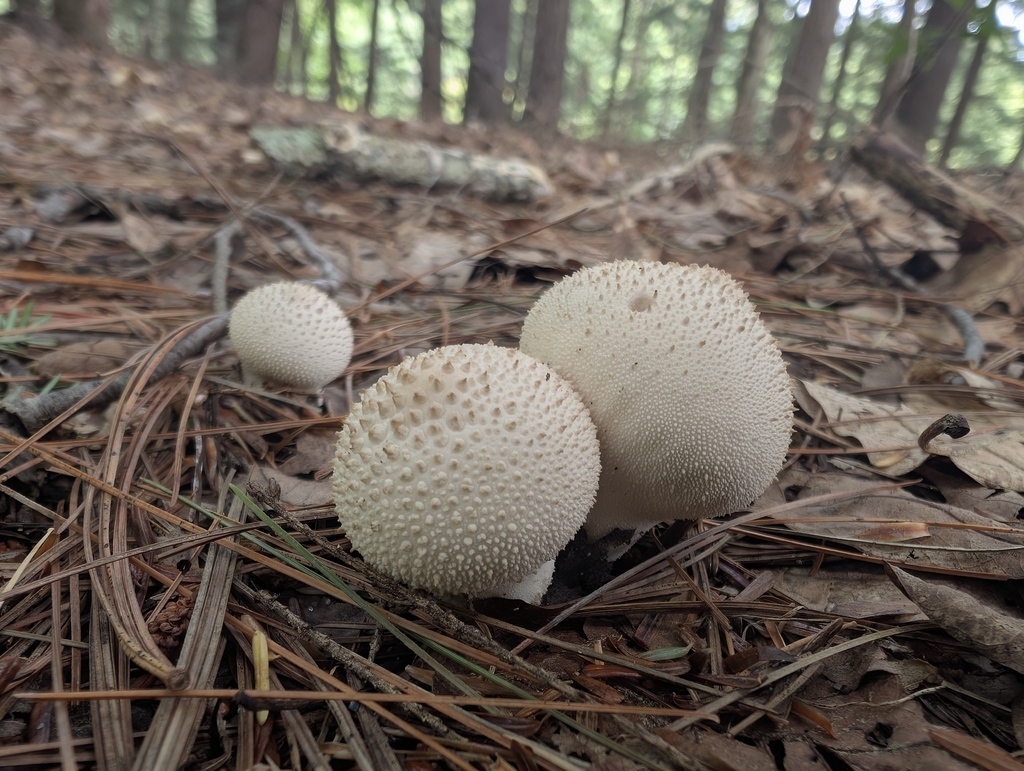 common puffball · September 2026 · photo: Photo: (c) Ben Lapham, some rights reserved (CC BY-SA) · iNaturalist