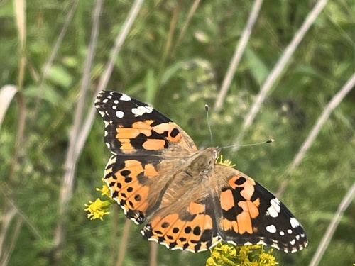 Painted Lady