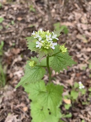 Alliaria petiolata