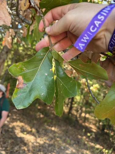 blackjack oak