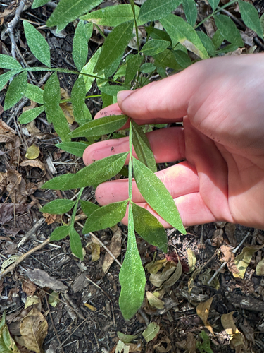 Western Soapberry